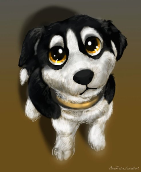 Жалостливые глаза собаки