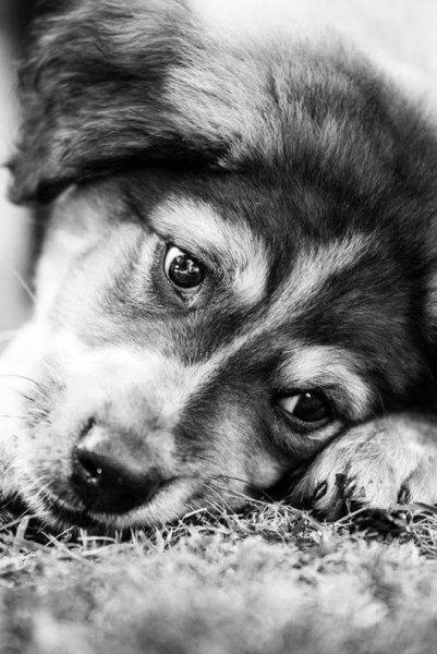 Грустный пес