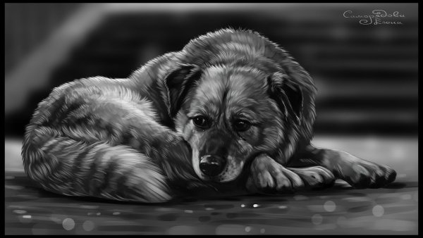 Грустная собака арт