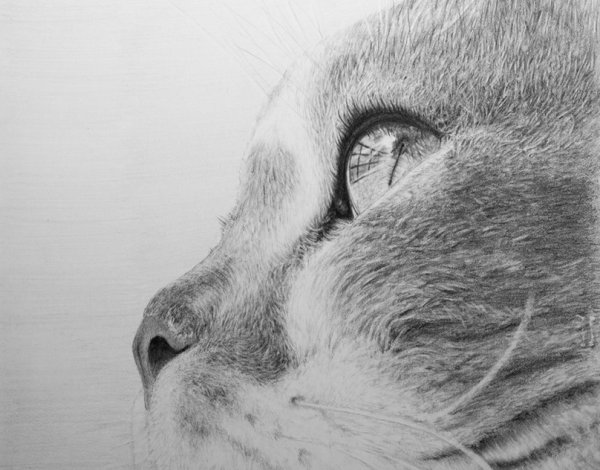 Грустный котик карандашом