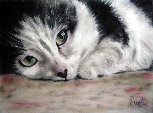 Грустный кот картина