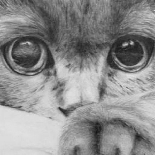 Грустный кот карандашом