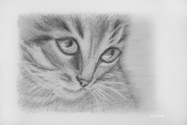 Рисунок кота карандашом для срисовки несложные