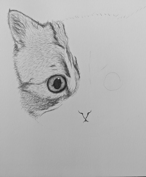 Кот для срисовки карандашом легко