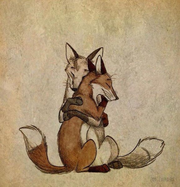 Culpeo Fox лисы