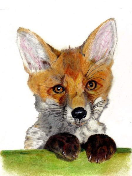 Лисенок портрет