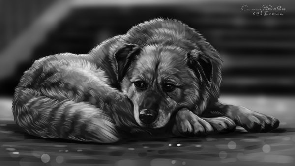 Грустная собака арт