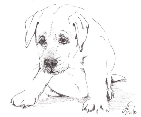 Грустная собака