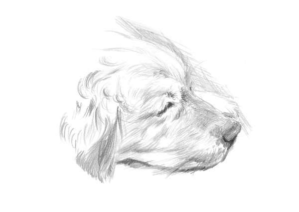 Золотистый ретривер рисунок карандашом