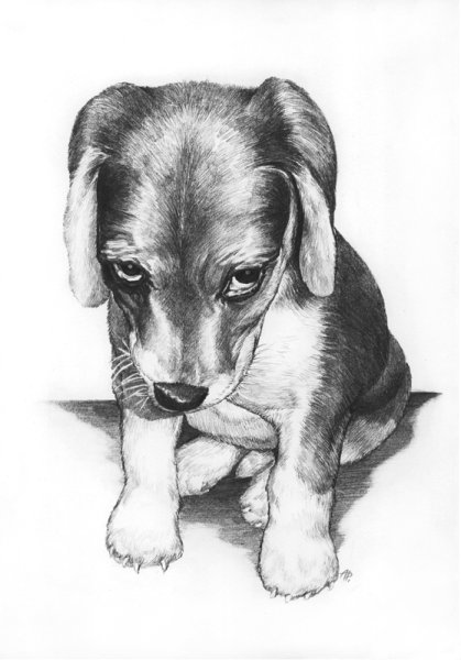 Рисунки карандашом животные