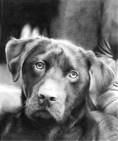 Реалистичные рисунки простым карандашом