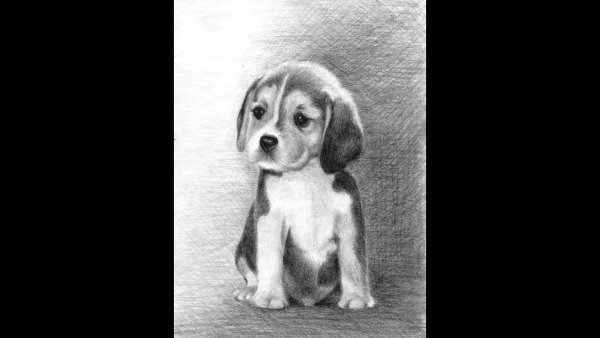 Рисунки карандашом для срисовки животных