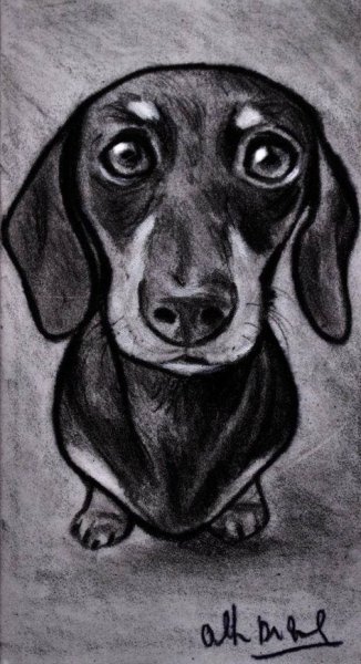 Такса карандашом