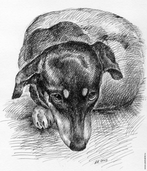 Собака иллюстрация