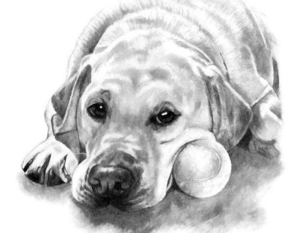 Грустные собаки для срисовки
