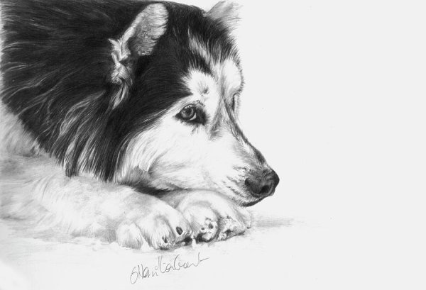 Наброски животных карандашом красивые хаски