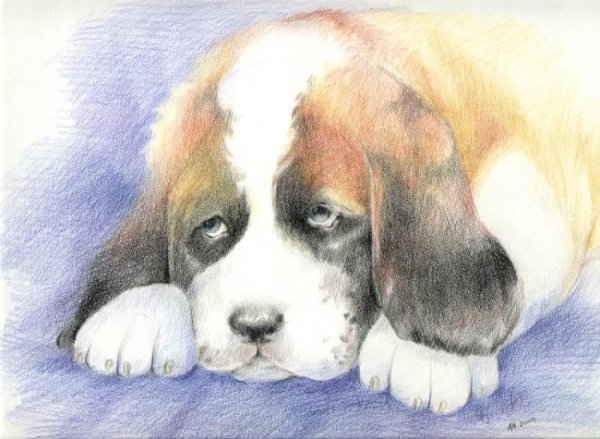 Сенбернар карандашом