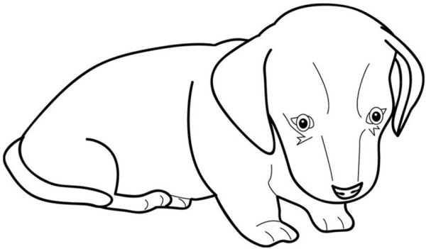 Раскраска такса щенок