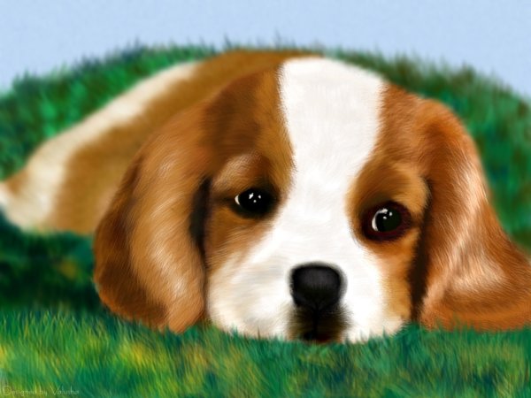 Милые собачки картины