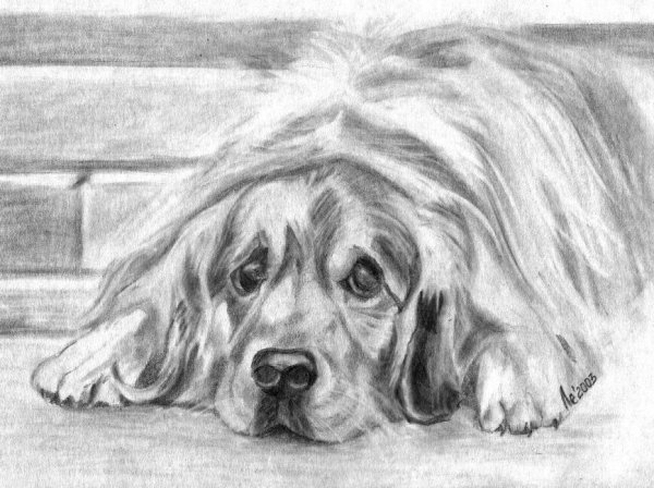 Зарисовки домашних питомцев