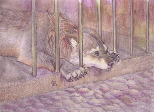 Волк в клетке