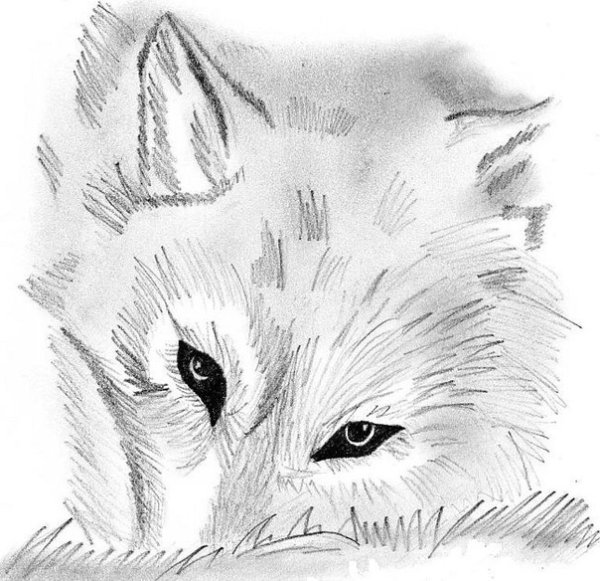 Грустный волк карандашом