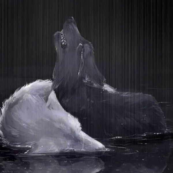 Волк под дождем