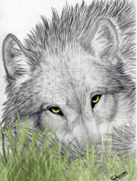 Волк грустит арт