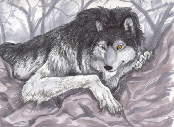 Серая волчица оборотень