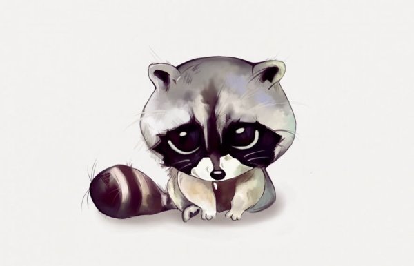 Рисунки енотов