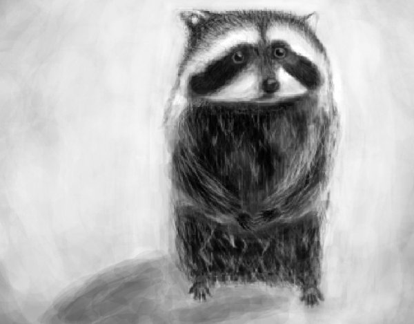 Енот под дождем