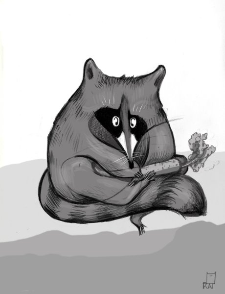 Енот в позе лотоса