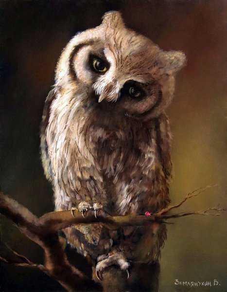 Грустная Совушка