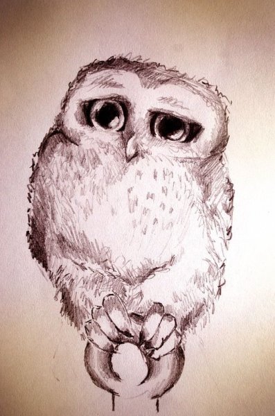 Совенок карандашом
