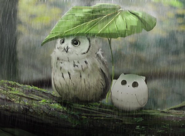 Совенок под дождем