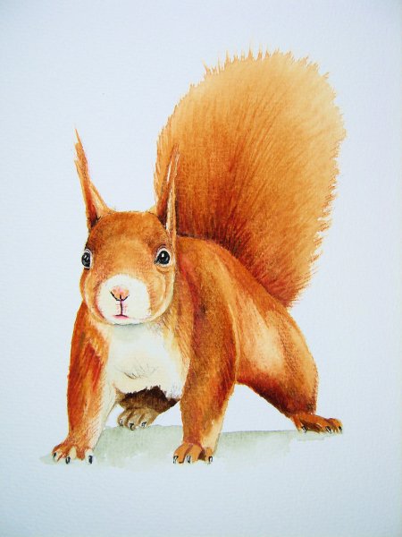 Белка акварелью