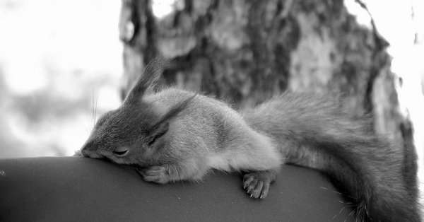 Грустные белки