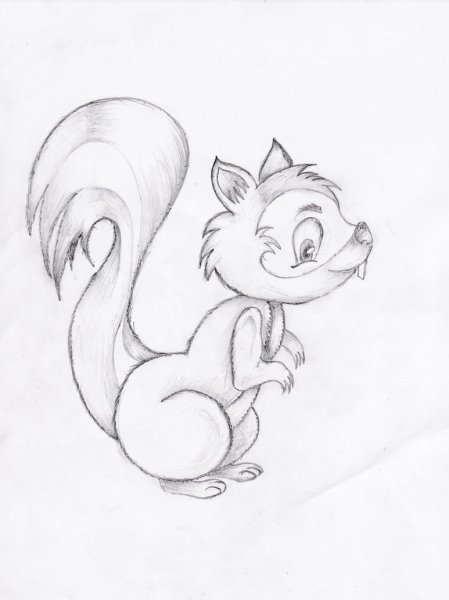 Белка карандашом