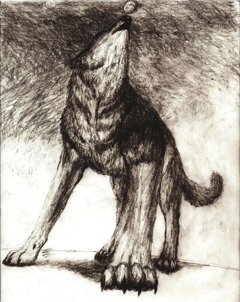 Собака рисунок карандашом