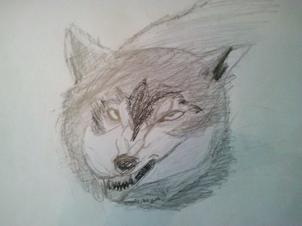 Волк рисунок