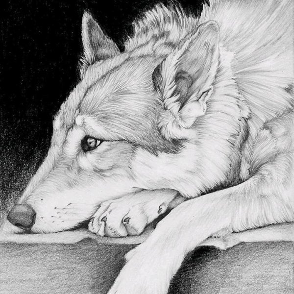 Рисунки для срисовки грустные животные