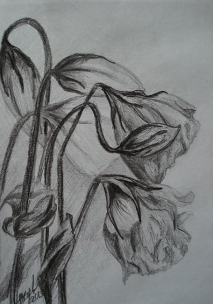 Увядший цветок эскиз