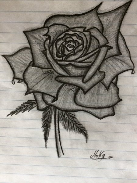 Розы арты для срисовки