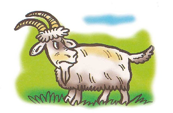 Коза и козел рисунок