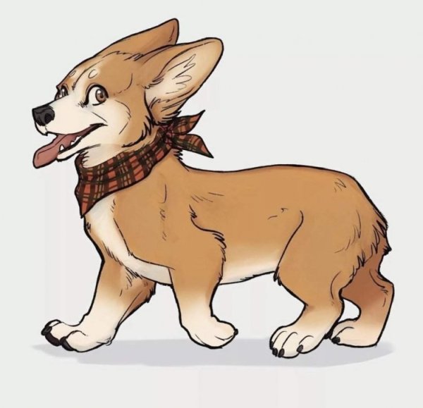 Вельш корги референс