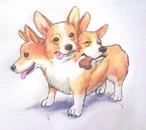 Корги Цербер