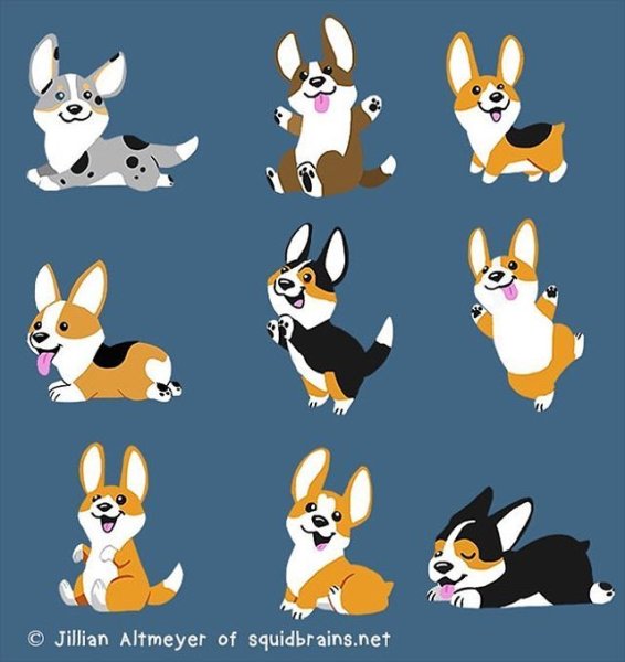 Корги нсрисо