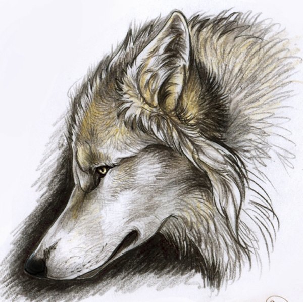 ВЛОК В профиль карандашом