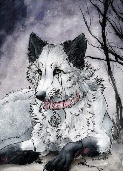 Белый волк арт