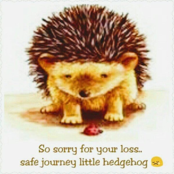 Ежик анимация для детей